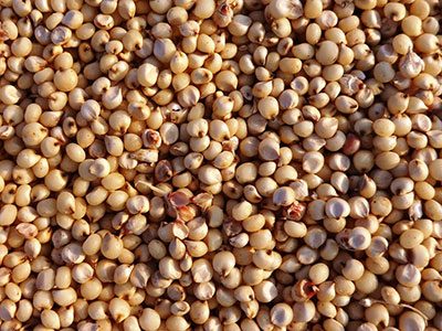 Sorghum Manufacturer in India